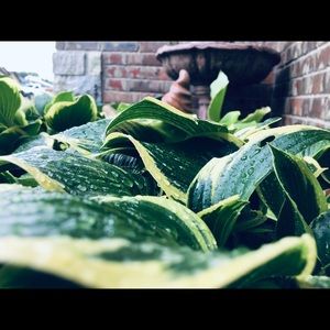 Meet your Posher, Lilly